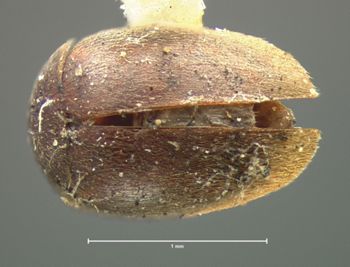 Media type: image;   Entomology 7947 Aspect: habitus dorsal view